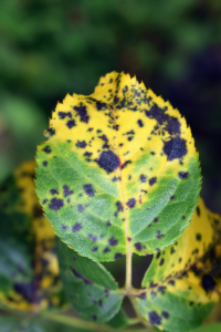 black spot on a roses