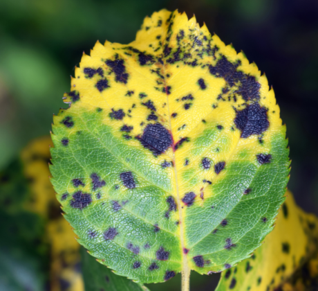 black spot on a roses