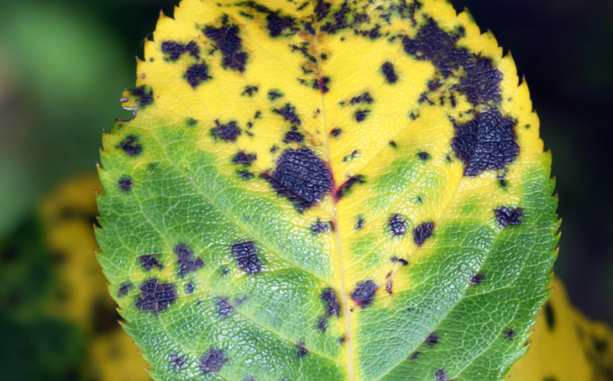 black spot on a roses