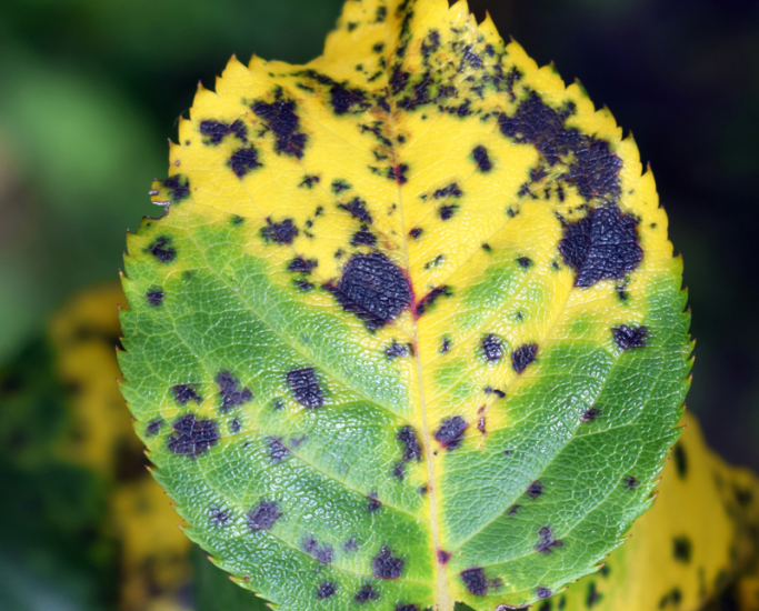 black spot on a roses