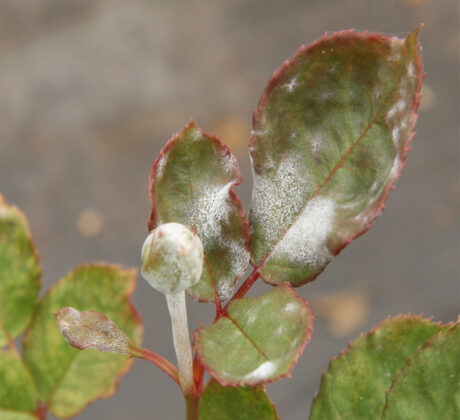 powdery mildew