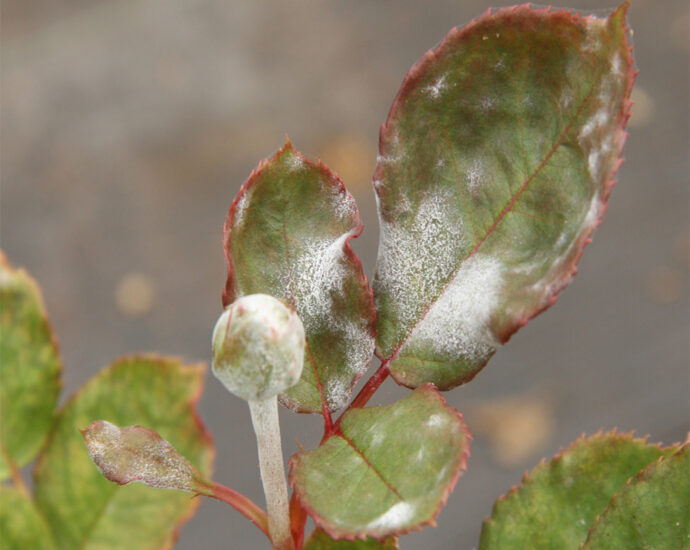 powdery mildew