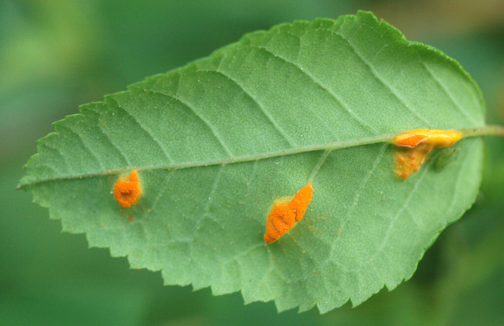 Rose Rust - image source: 

https://pnwhandbooks.org/sites/pnwhandbooks/files/plant/images/rose-rosa-spp-and-hybrids-rust/roserustdsc0139.jpg