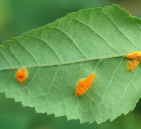 rust on roses