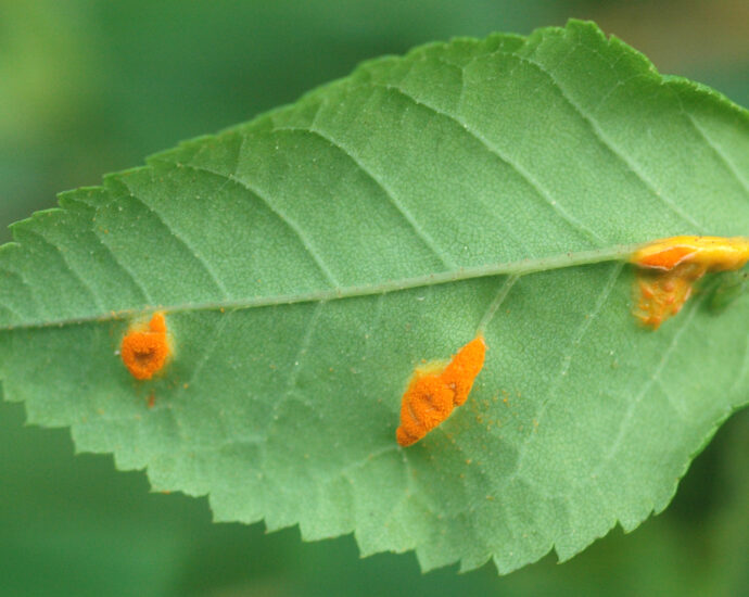 rust on roses