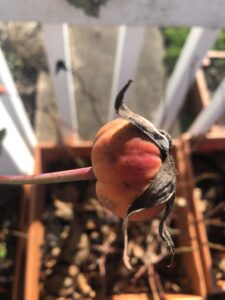 A rose hip that is ripe for harvesting its seeds. 