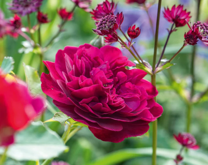 A crimson pink rose, Darcey Bussell.