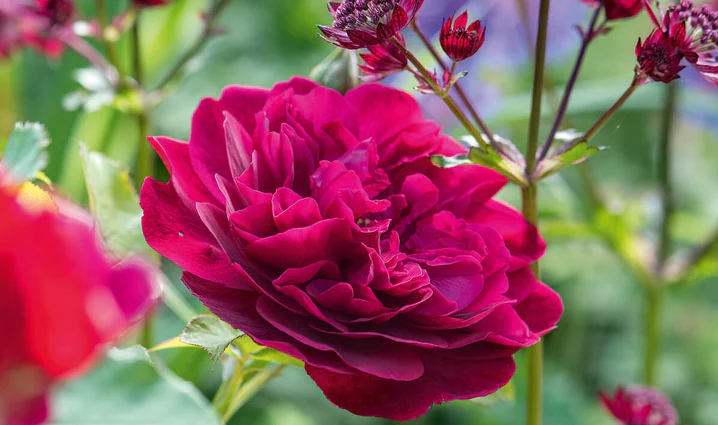 A crimson pink rose, Darcey Bussell.